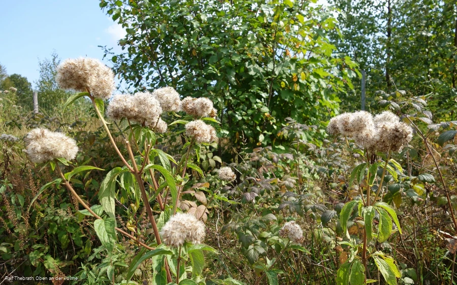 Unterschiedlichste Pflanzen säumen den Weg