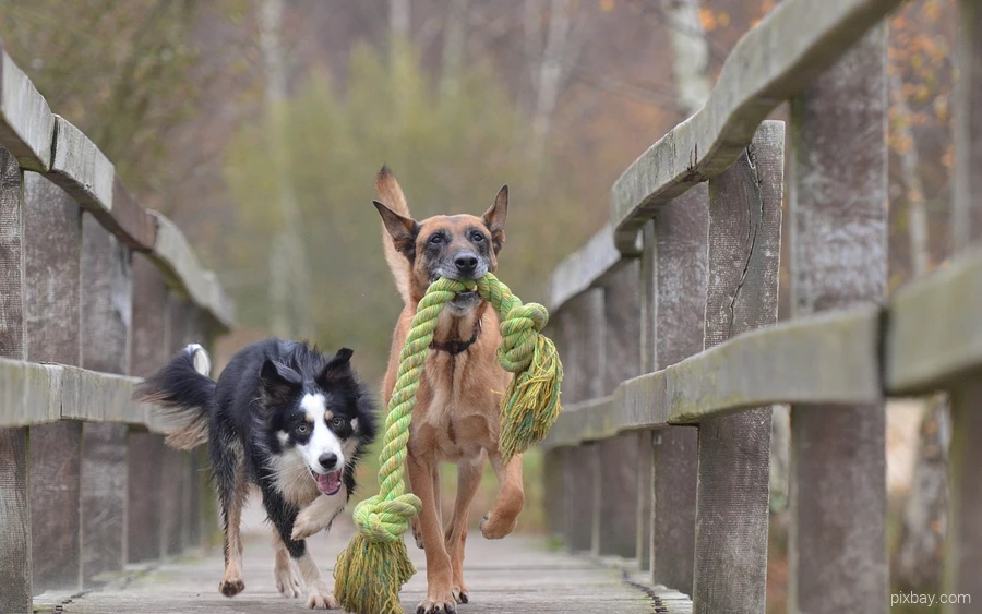 Twee honden rennen over een brug en spelen met een speeltje