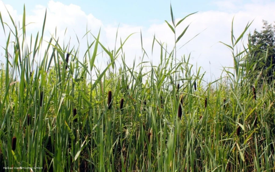 Naturschutz- & Naherholungsgebiet Muckenbruch