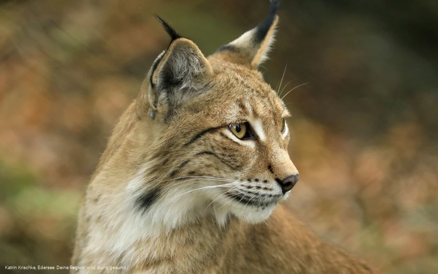 WildtierPark