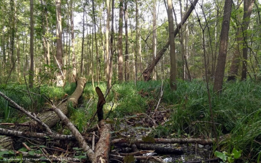 Erlenbruchwald im Naturschutz- & Naherholungsgebiet Muckenbruch