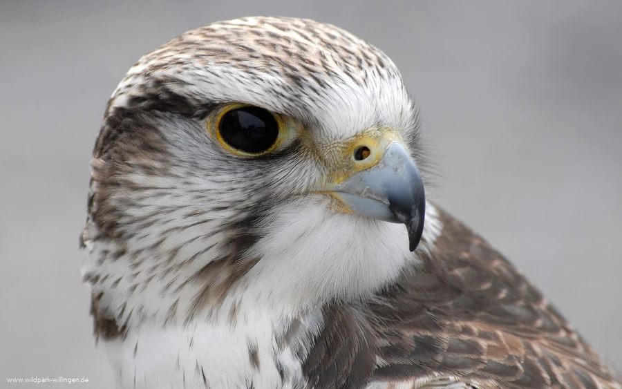Falke_c__Wild-_und_Freizeitpark_Willingen.jpg.jpg
