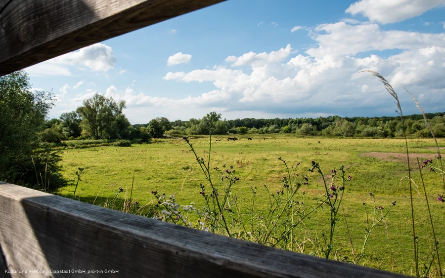 Lippeauen_Hellinghauser_Mersch_Beobachtungspunkt_Hellinghäuser_Weg_4395.jpg