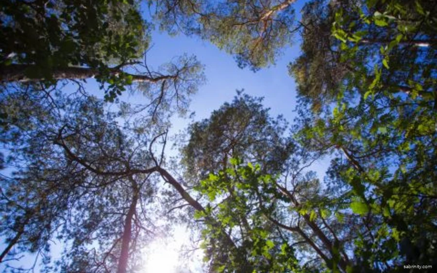 Blick durch die belaubten Baumwipfel in den Himmel.