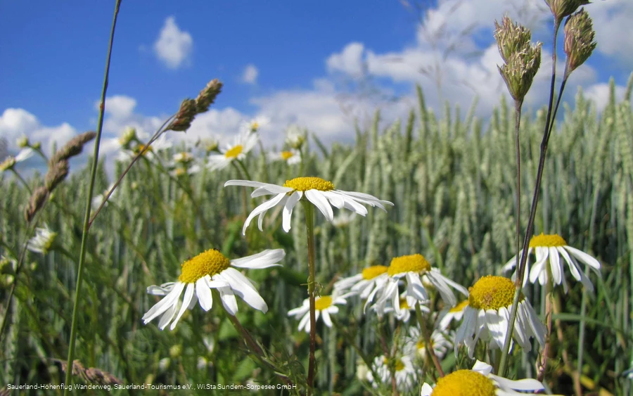 Felder mit Blühstreifen
