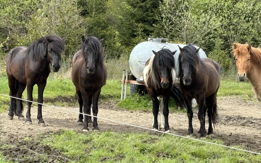 Falkenegg_Wiese Falkenegg_Wiese