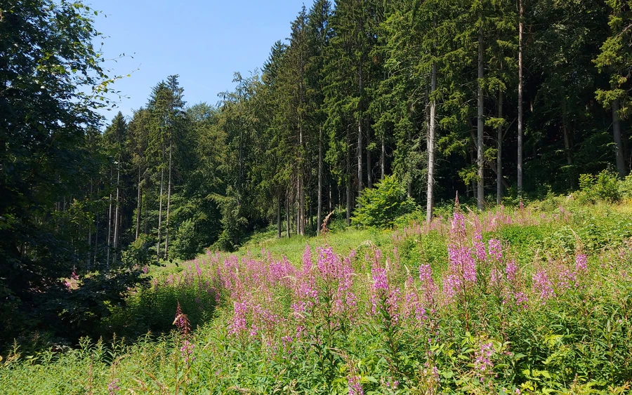 Forst bei Oesdorf
