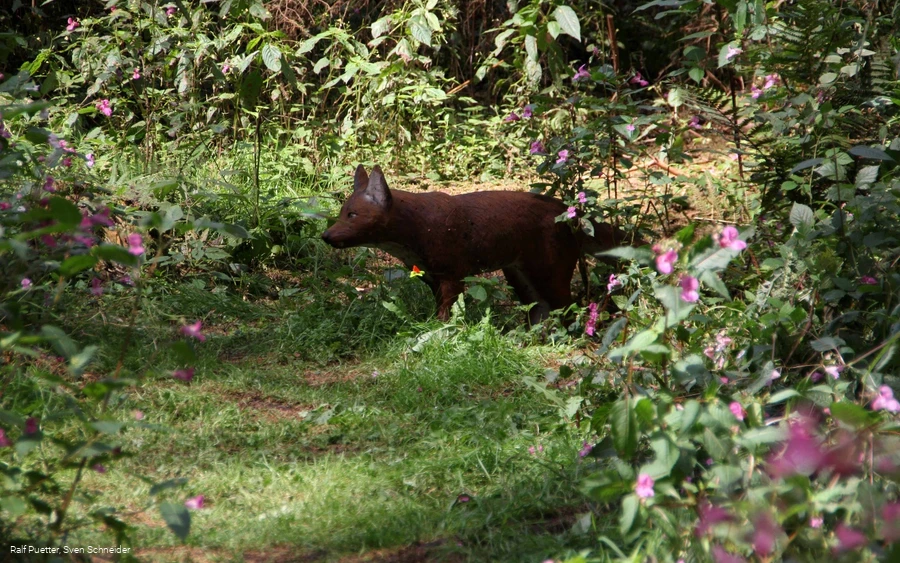 3D Figur Fuchs 3D Figur Fuchs