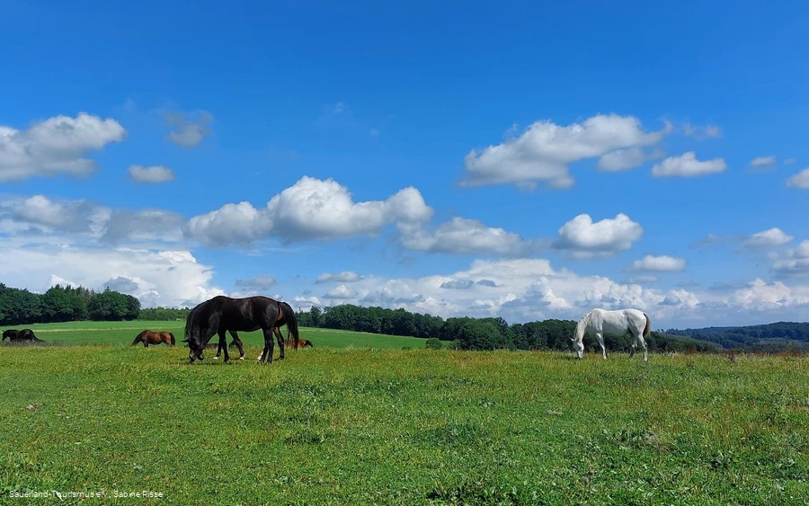 Blick auf eine Pferdewiese aufd em Wixberg