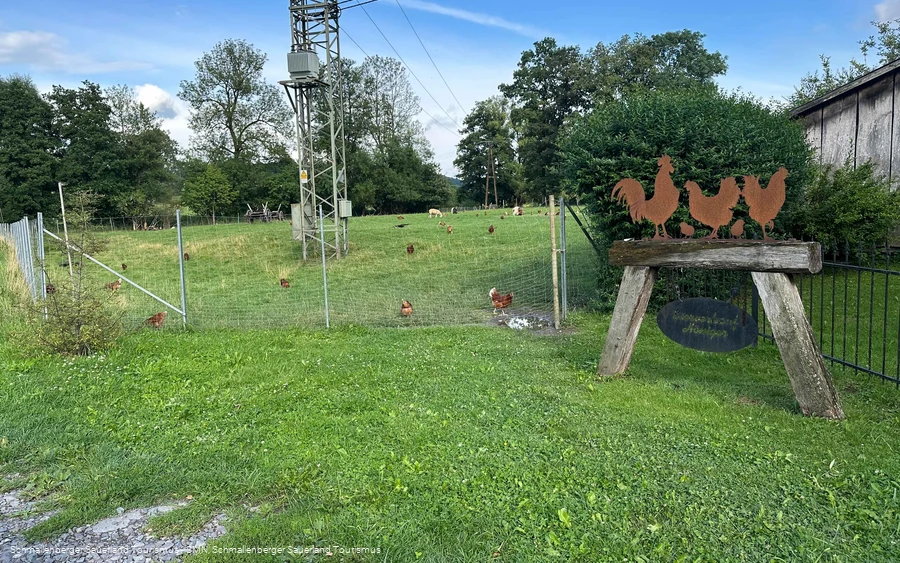 Hönnis Landeier in Oberberndorf - Freiland Hühnerhaltung