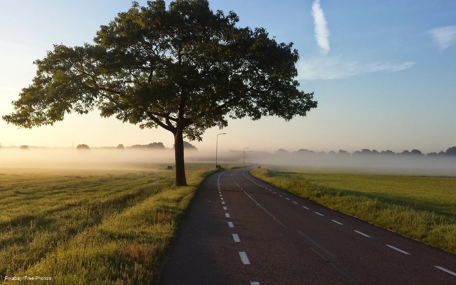 Landweg omzoomd door een boom en weilanden.