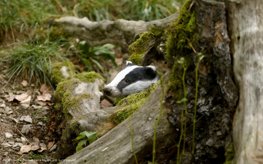 WildtierPark Edersee