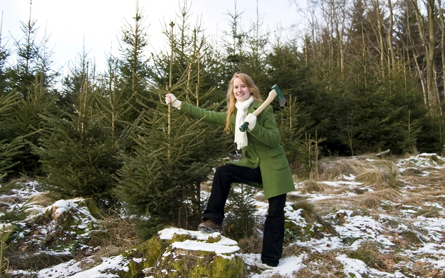 Kerstboom kappen (Sauerland e.V.).jpg Kerstboom kappen (Sauerland e.V.).jpg