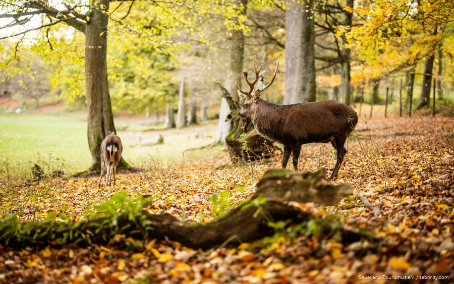 Zwei Hirsche stehen auf herbstlichem Laub im Wildpark des Bilsteintals.
