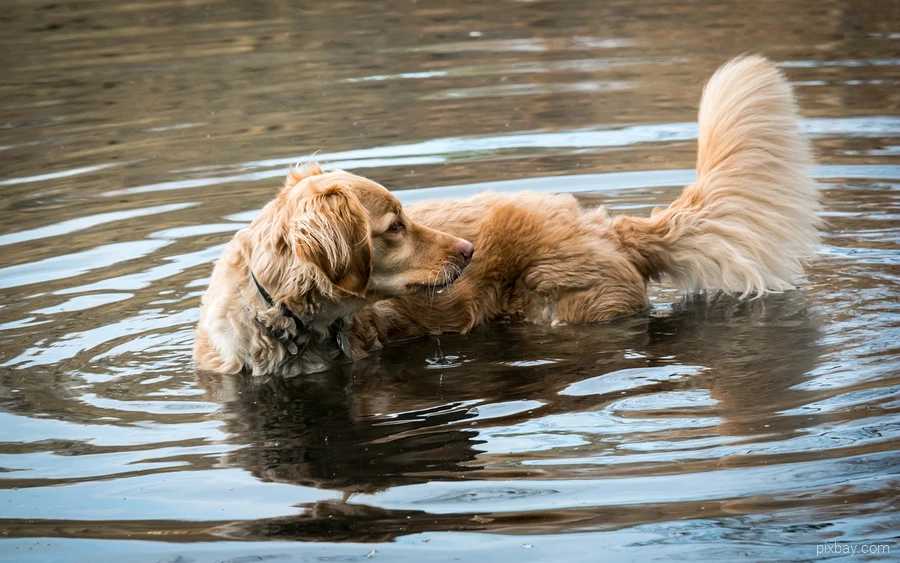 Hond in meer 2 Een hond zwemt in het water van een meer in Sauerland