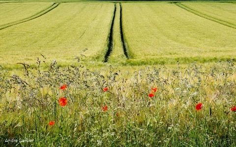 Blütenpracht-Mohn_33.JPG