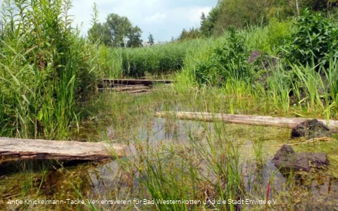 Naturschutz- & Naherholungsgebiet Muckenbruch  Moorentnehme