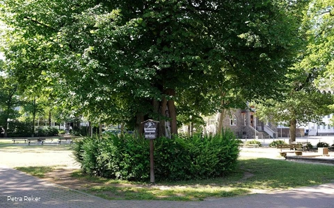 Gerichtslinde