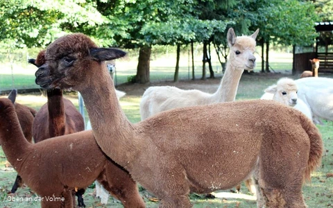 Die Alpakas auf dem Alpakahof Blomberg