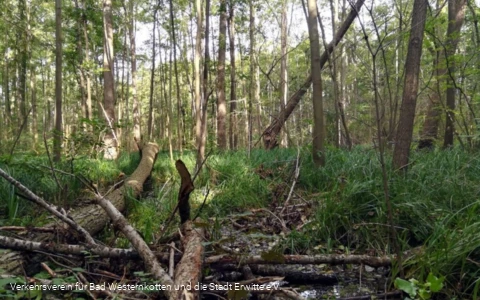 Erlenbruchwald im Naturschutz- & Naherholungsgebiet Muckenbruch