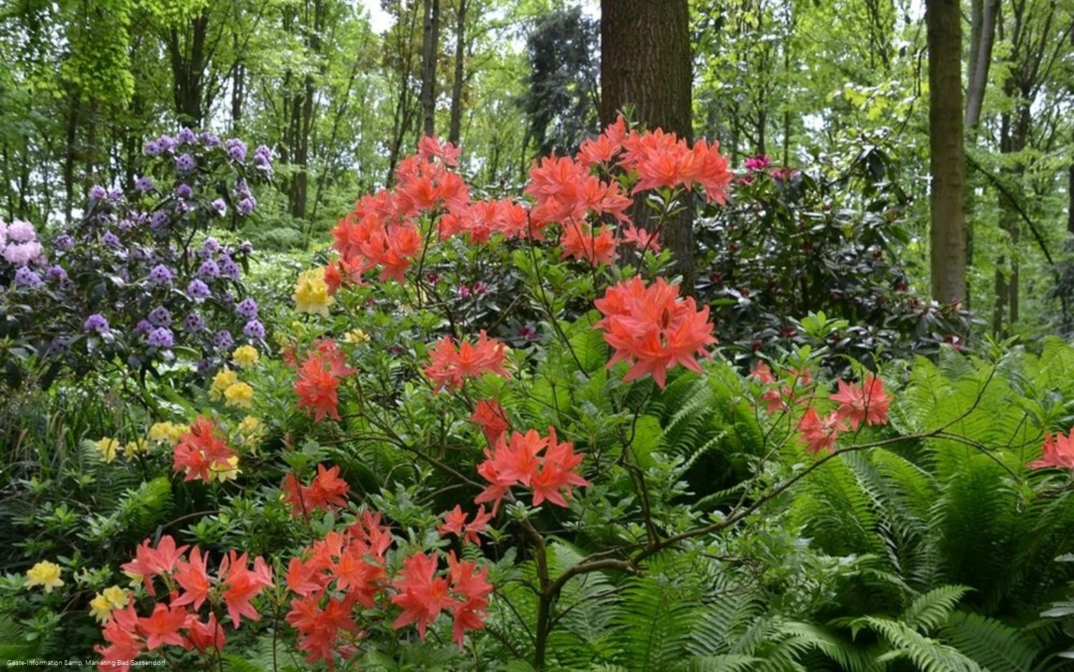 Rhododendrenpark Bad Sassendorf