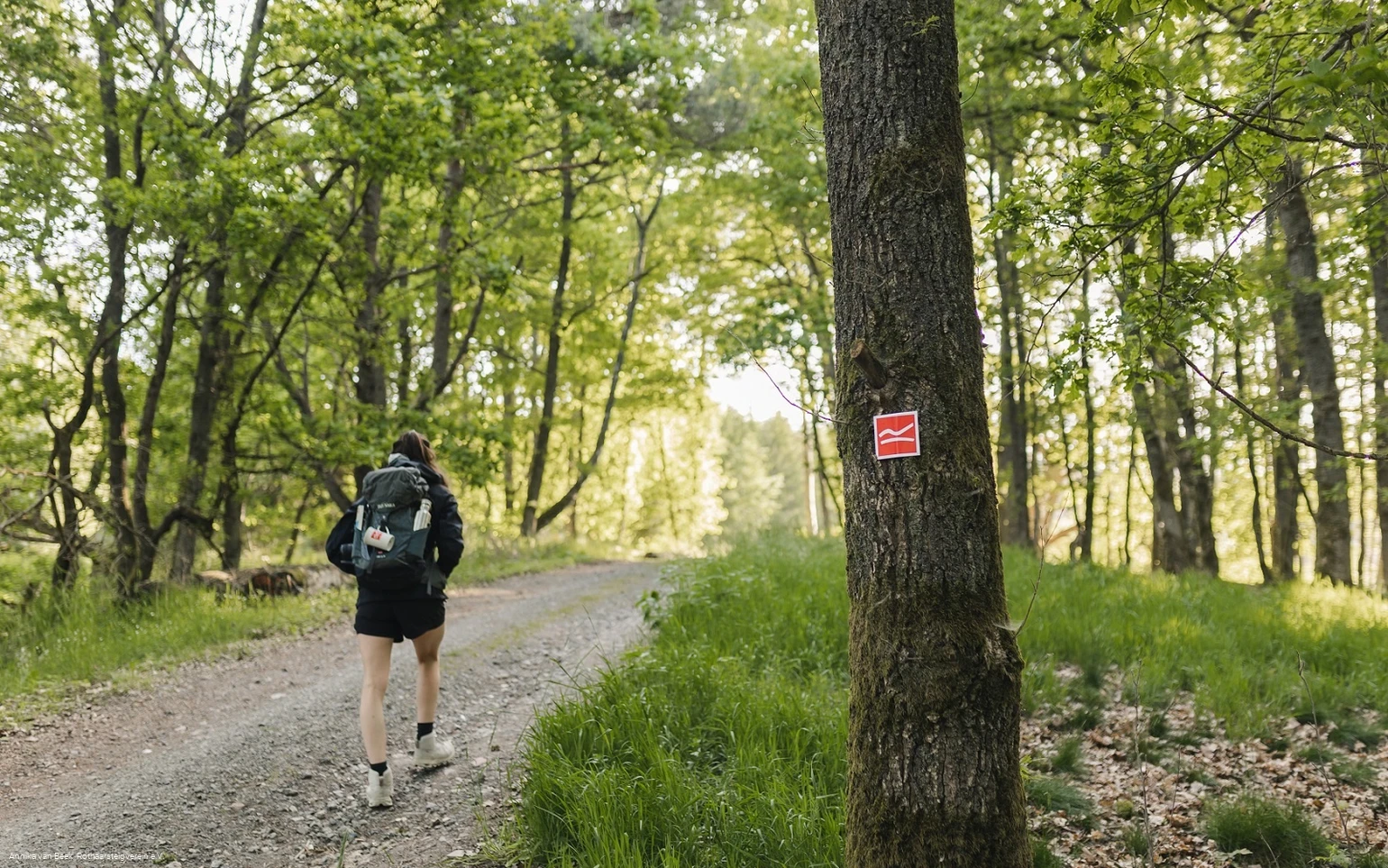 Wanderin auf einem Schotterweg auf dem Rothaarsteig