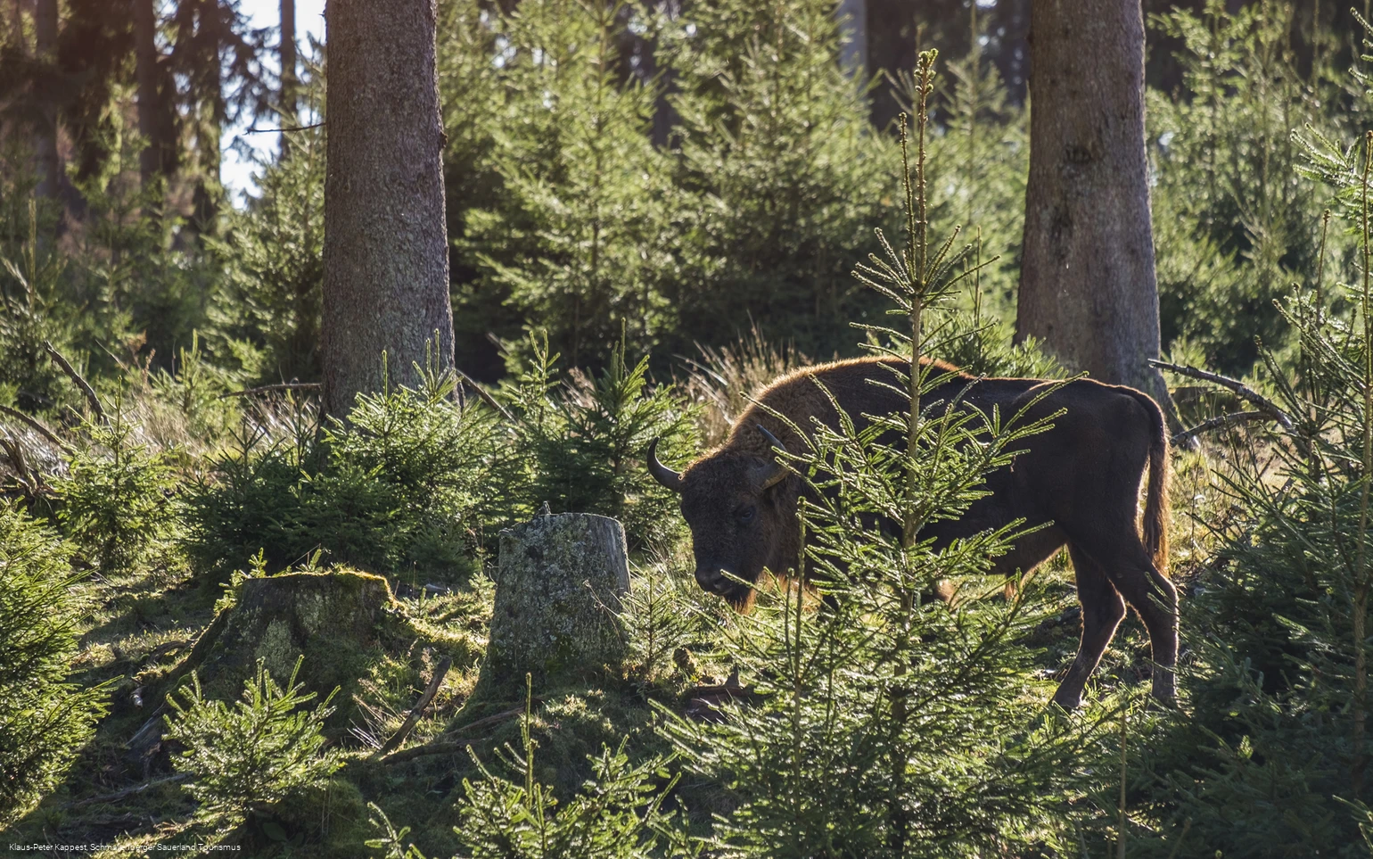 Wisent-Wildnis am Rothaarsteig