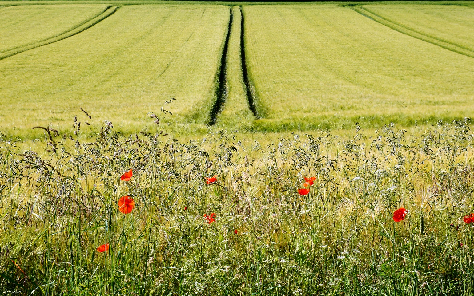 Blütenpracht-Mohn_33.JPG