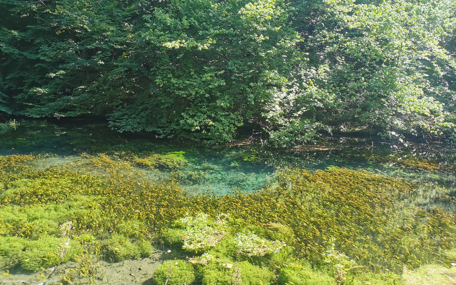 Die Almequellen bei Brilon Alme - Sauerland-Waldroute