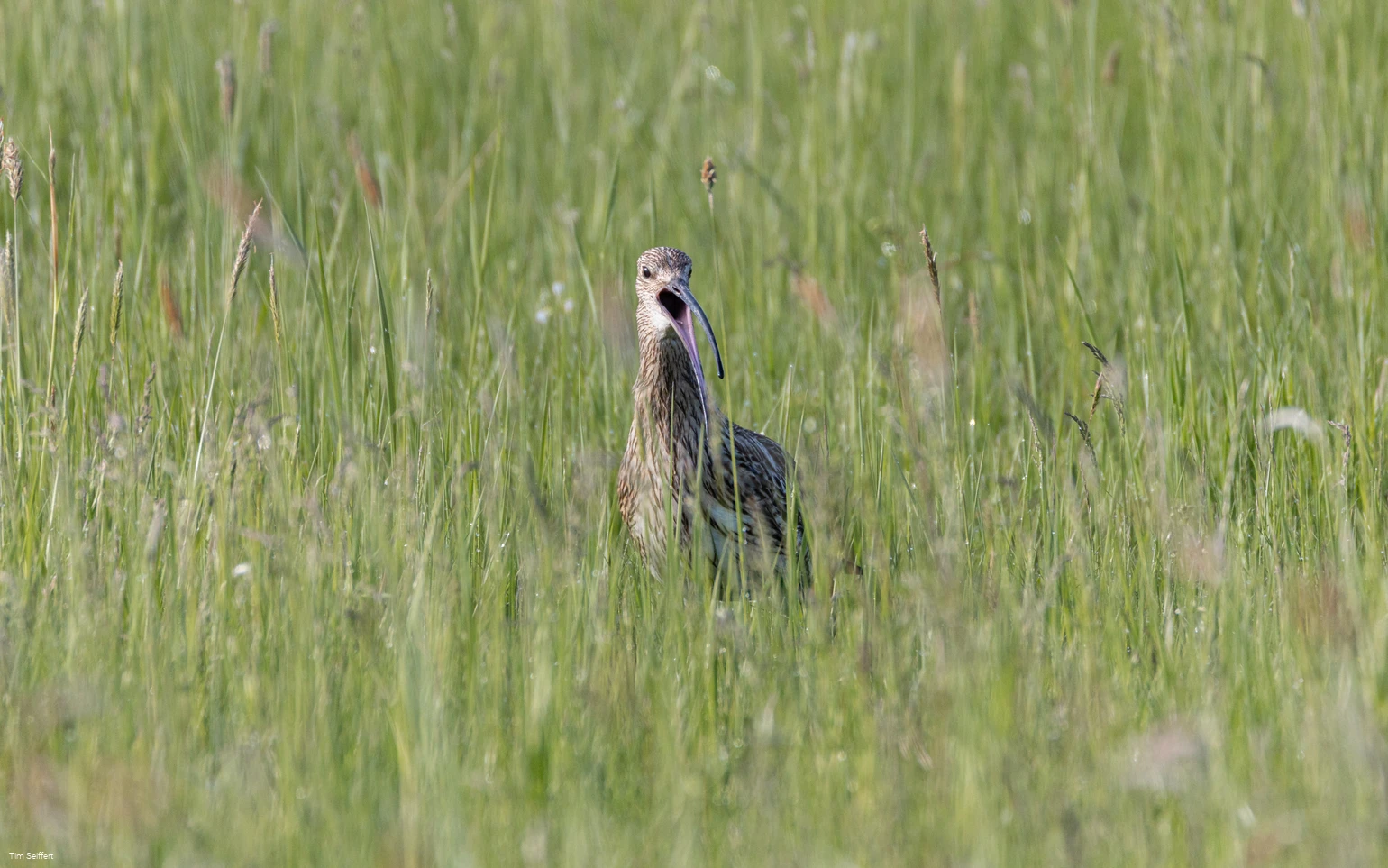 Großer Brachvogel (c) Tim Seiffert.jpeg