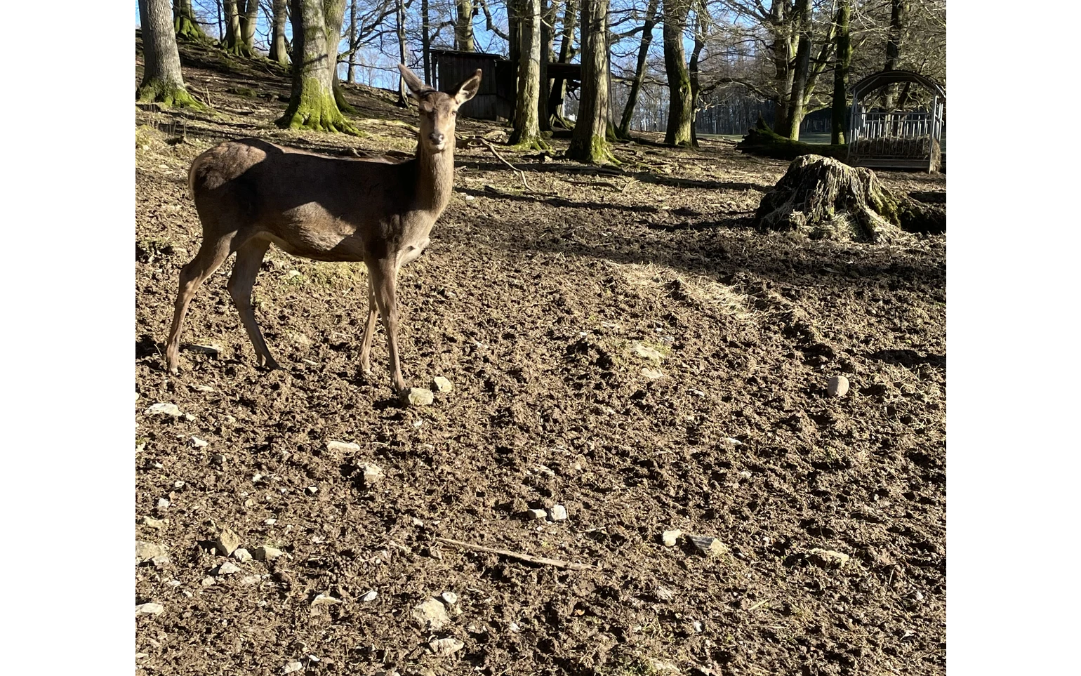Rotwild im Bilsteintal