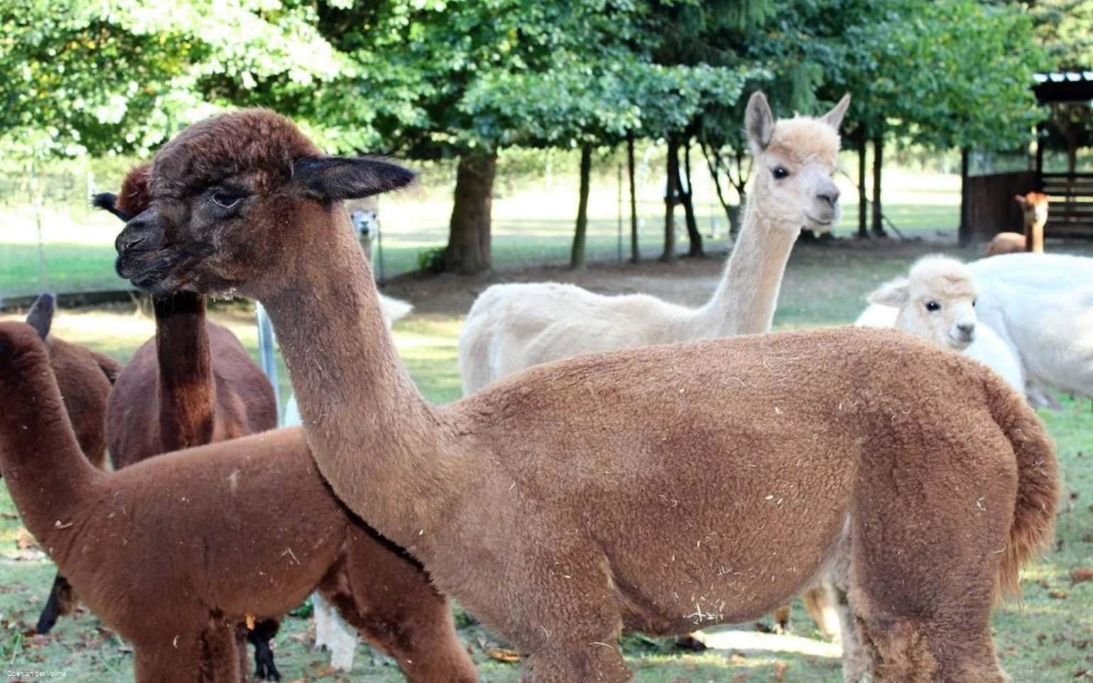 Die Alpakas auf dem Alpakahof Blomberg