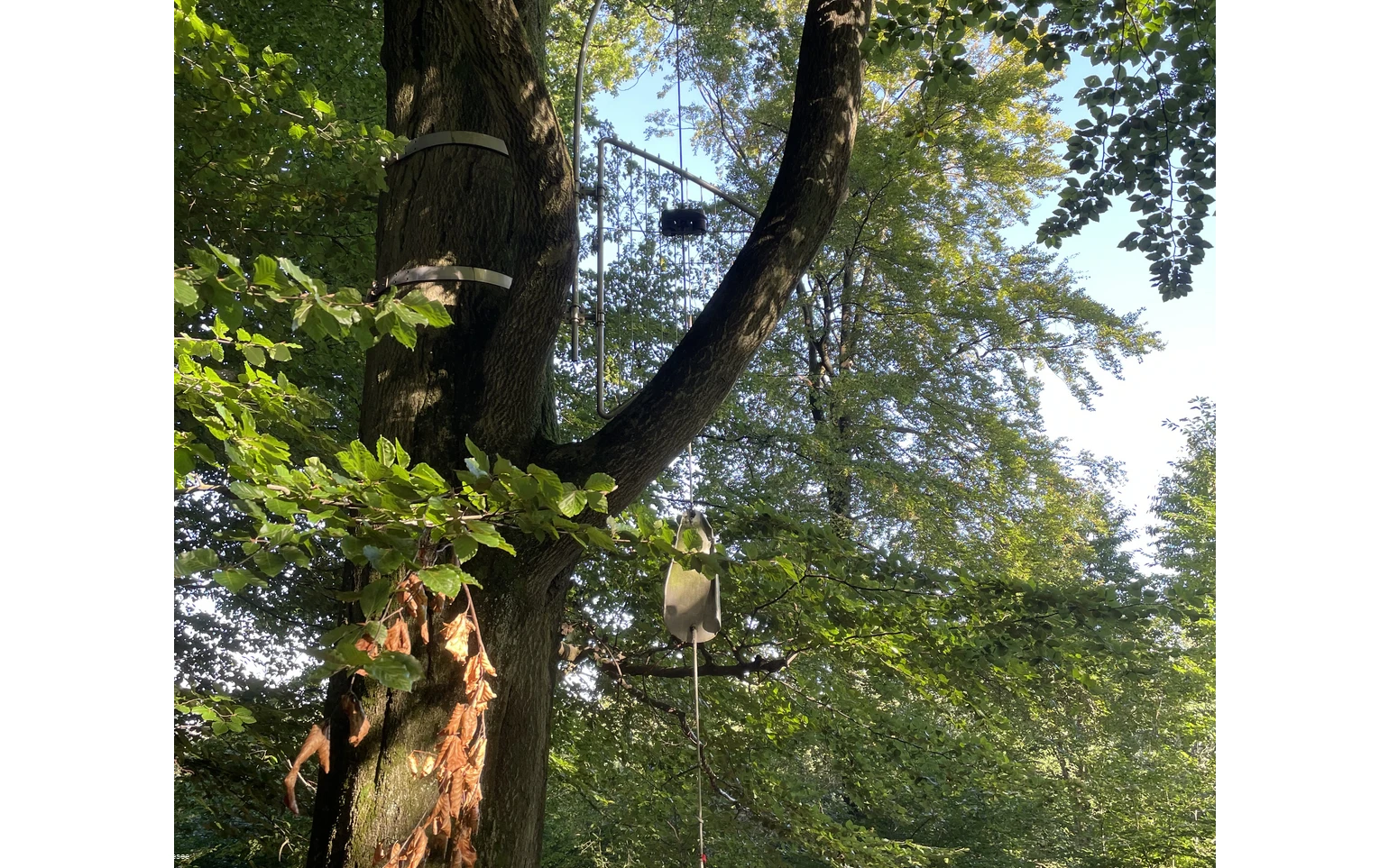 Baumharfe Klangwald Möhnesee