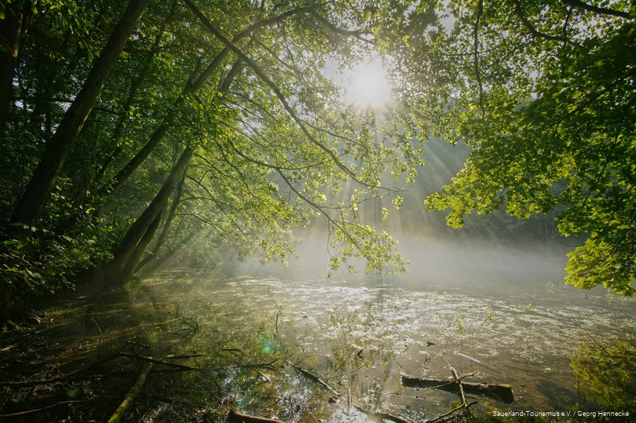 The sun breaks through the branches of the trees around the Almequellen.