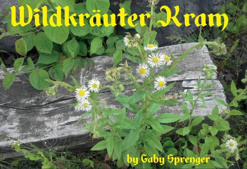 Wildkr&auml;uter Kram_Gaby Sprenger.jpg