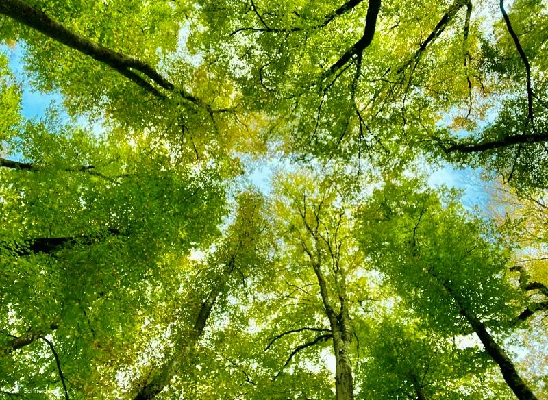 Shinrin Yoku in het bos 2.jpg