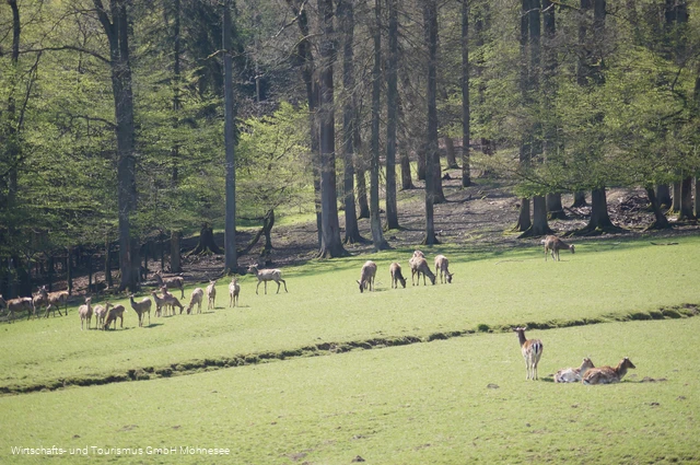 Wildpark Völlinghausen