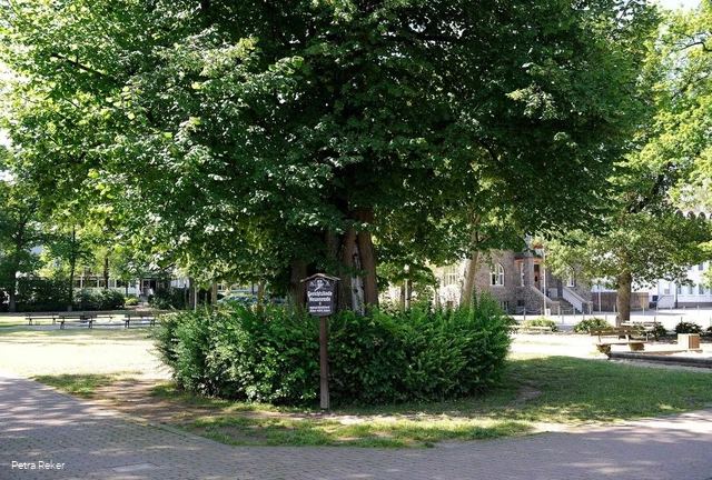 Gerichtslinde