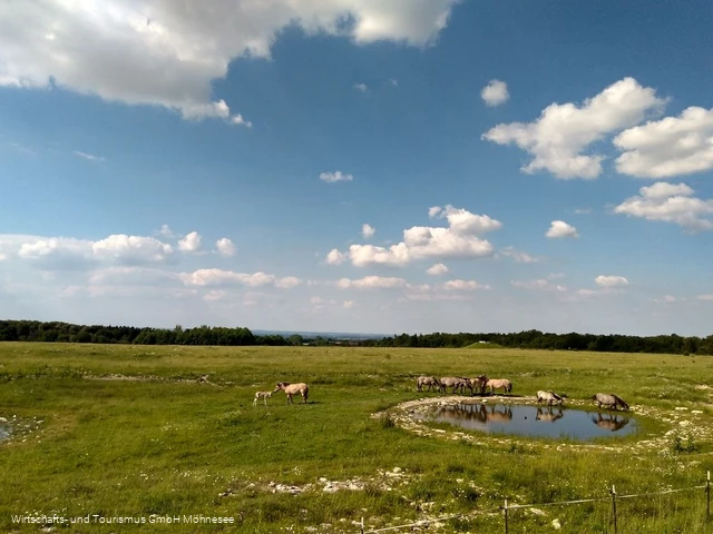 Wildpferde Naturschutzgebiet Kleiberg