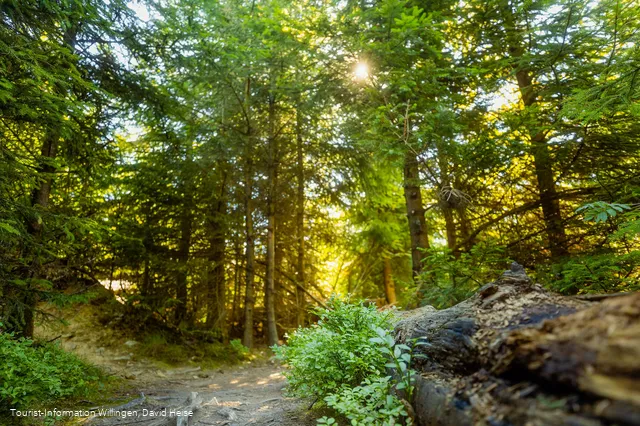 Wald im Sonnenlicht 