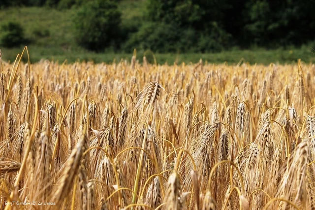 Feld