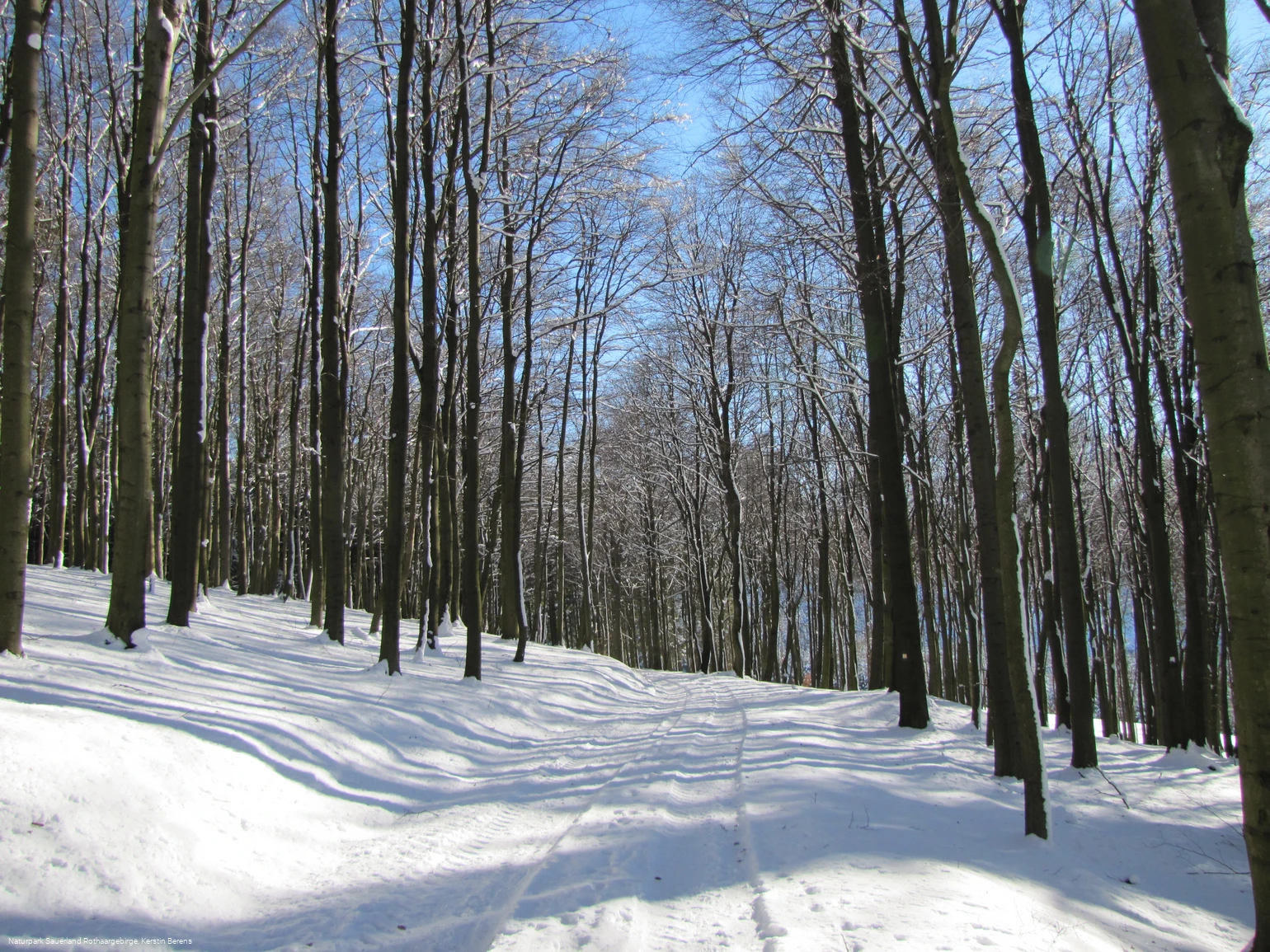 Buchenwälder im Schnee
