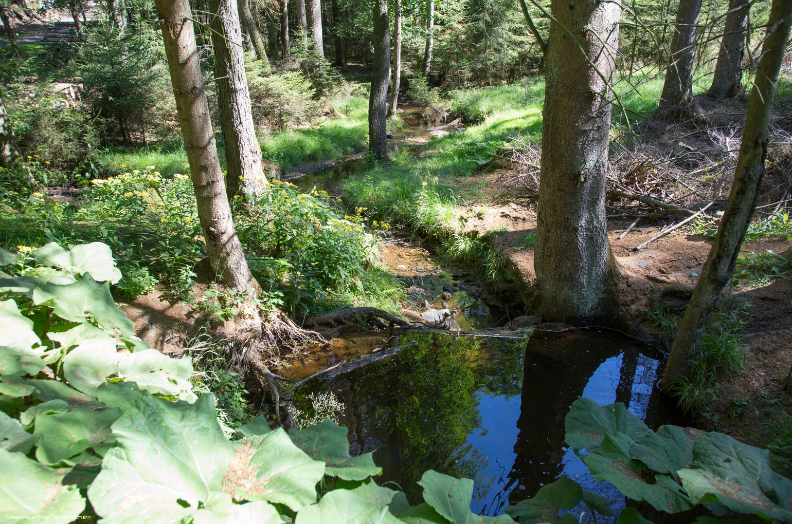 Möhneauen