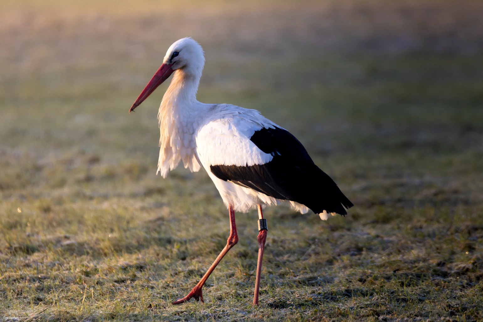 Storch (c) Tim Seiffert.jpeg Storch (c) Tim Seiffert.jpeg