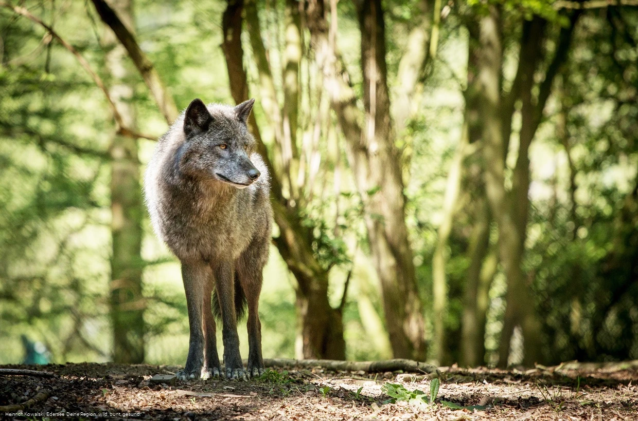 Der Wolf im Wildgehege des WildtierParks Edersee