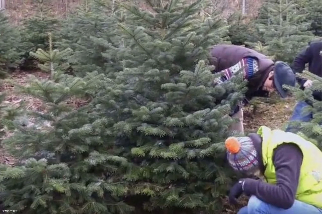 Hof Wigger - Weihnachtsbaumschonung mit mehreren Personen nah