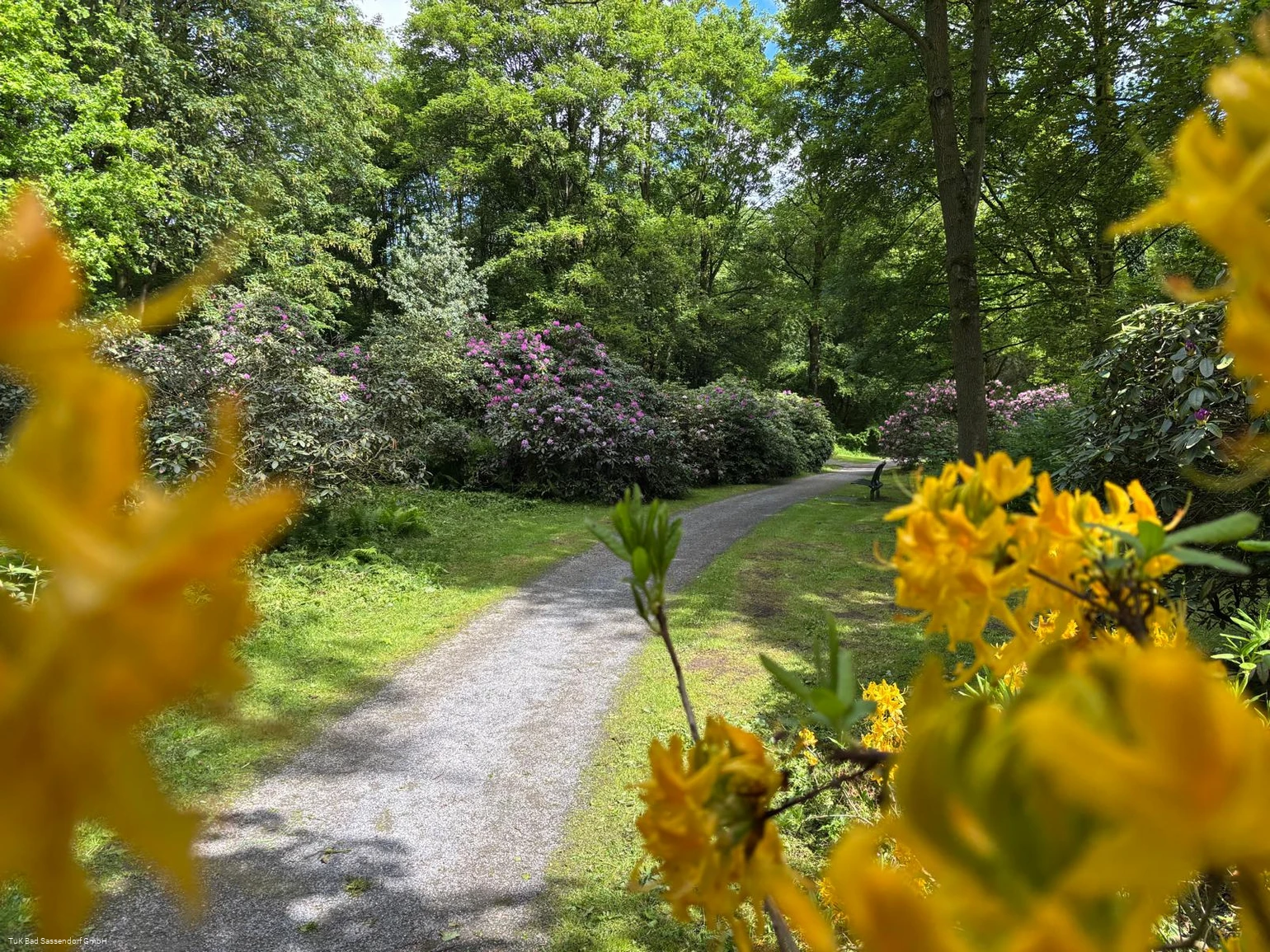 Rhododendrenpark Bad Sassendorf