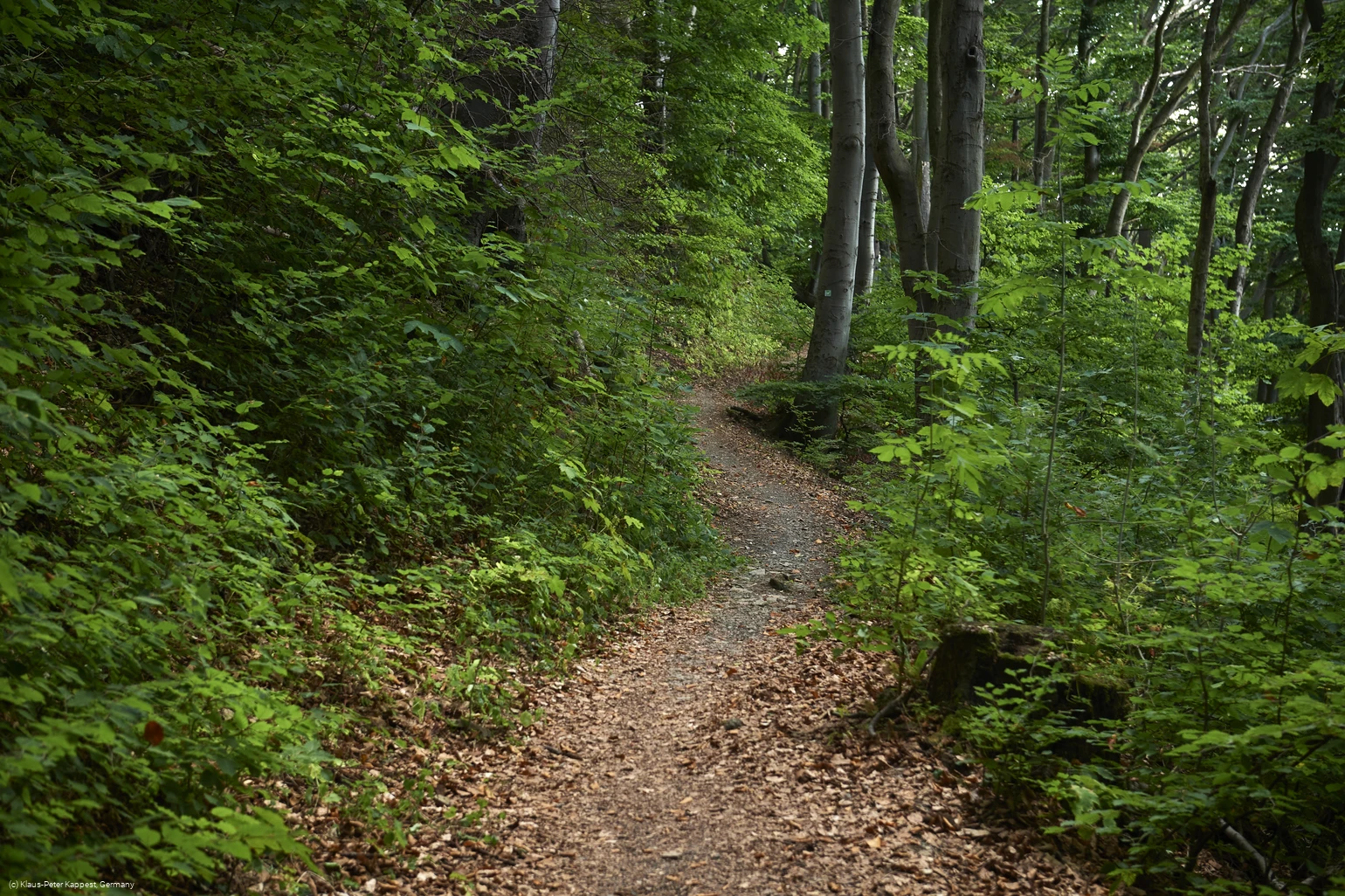 Obermarsberg Wald