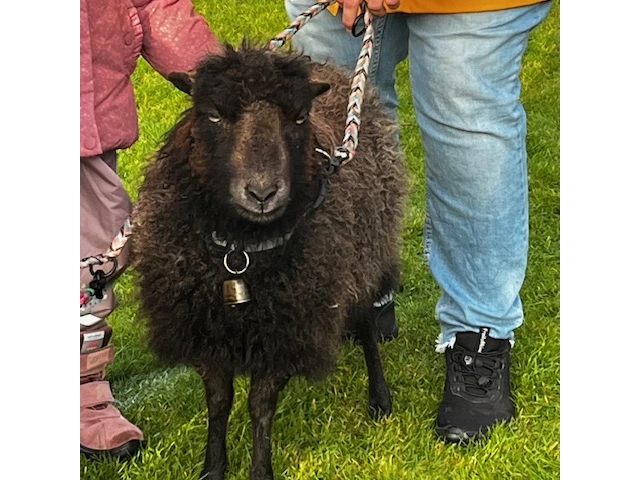 Hof Huxhardt - Schafspaziergänge