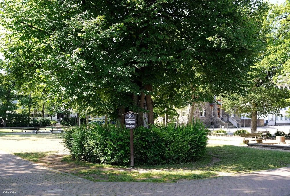 Gerichtslinde Gerichtslinde